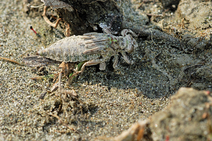 Larva pronta allo sfarfallamento Gomphus flavipes